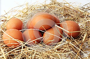 Egg. Fresh farm eggs on a white background