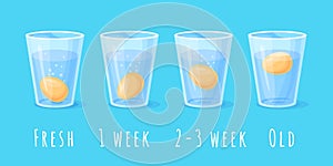 Egg freshness test. Testing fresh chicken eggs floating in glass of water, science physics experiment buoyancy