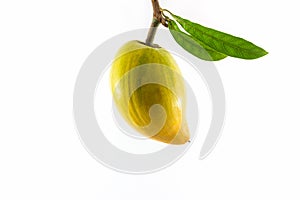 Egg fruit, Canistel, Yellow Sapote (Pouteria campechiana (Kunth) Baehni).