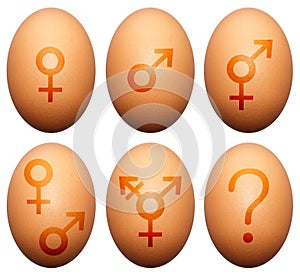 Egg gender