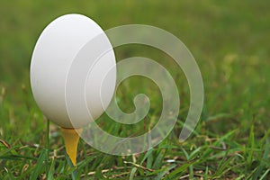 Egg on a Golf Tee