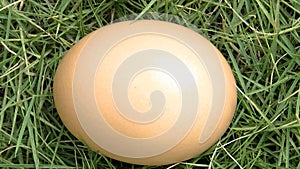 Egg on the grasss fresh farm