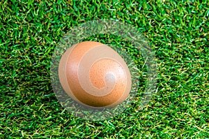 Egg on green grass