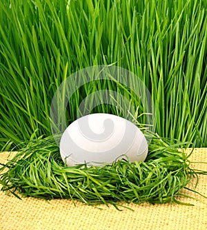 egg in the green nest