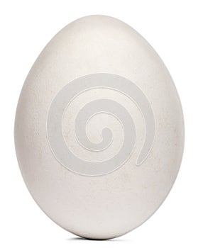 Egg of Griffon Vulture, Gyps fulvus