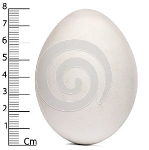 Egg of Griffon Vulture with measurements, Gyps fulvus