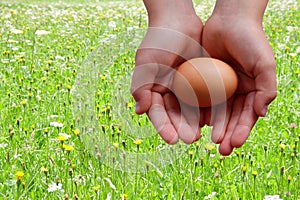 Egg in hands on meadow green background