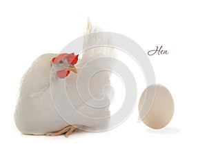 Egg hen