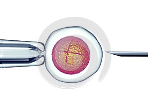 egg is holding by a pipet and a neeldle