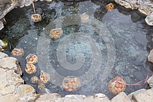 Egg in hot water spring of sulfurous pools from nine boreholes emitting waters