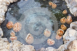 Egg in hot water spring of sulfurous pools from nine boreholes emitting waters at temperatures around 73 Ã‚Â°C