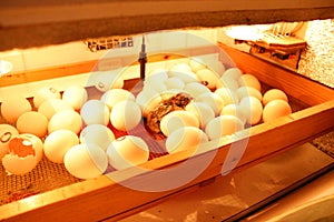 Egg incubator - a machine used to hatch eggs and take out chicks photo