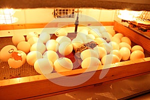 Egg incubator - a machine used to hatch eggs and take out chicks photo