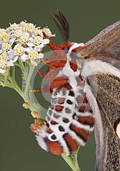 Egg laying cecropia moth