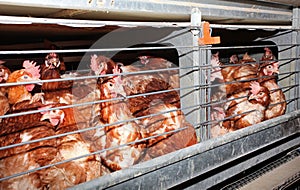 Egg laying chicken in cage in farm photo