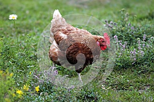 Egg-laying hen