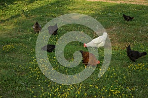 Egg-laying hens in the yard