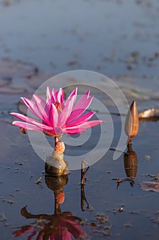 Egg laying of Pomacea canaliculata