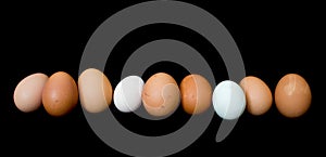 Egg line-up