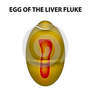 Egg of the liver fluke. infographics. Vector illustration on isolated background.