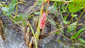 Egg mass of Golden Apple Snail in rice paddy field