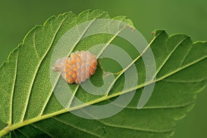 Egg mass of stink bug