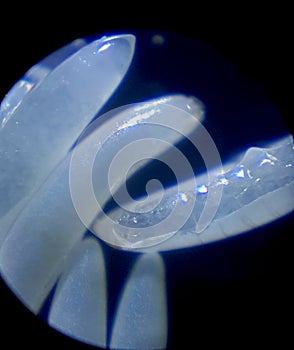 Egg of melon fly was shoot on microscope.