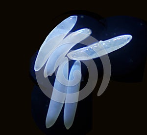 Egg of melon fly was shoot on microscope.