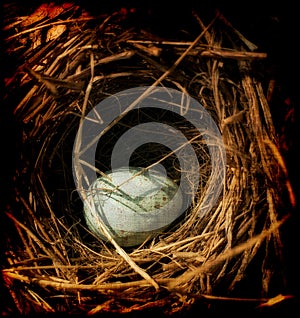 Egg in a nest