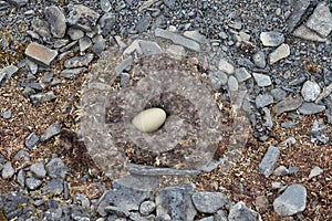 Egg in nest