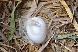 Egg in nest