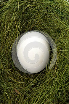 Egg in a nest