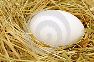 Egg in the nest.