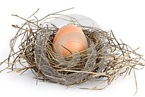 Egg in nest