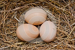 Egg in a nest on hay