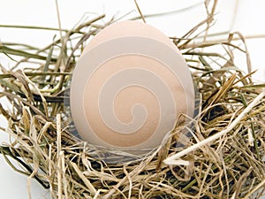 The egg is in nest of hey