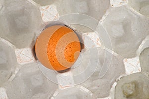 Egg