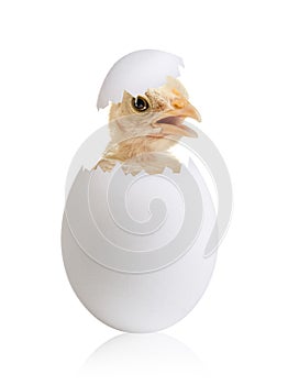 Egg photo