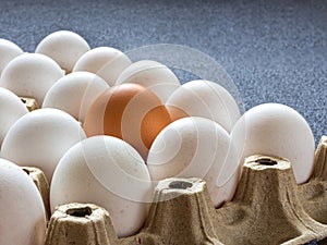 In the egg pack there is one brown egg among the white eggs