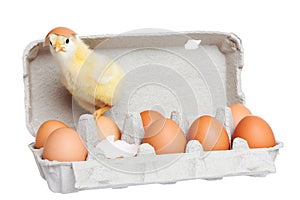Egg package with cute chick