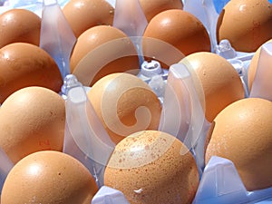 Egg packs photo