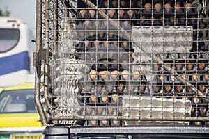 Egg pallets on truck. Transportation of agricultural.