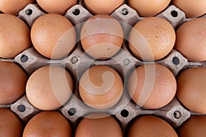 egg panel isolated on white background