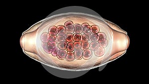 Egg of parasitic roundworm Trichuris trichiura