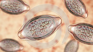 Egg of parasitic roundworm Trichuris trichiura