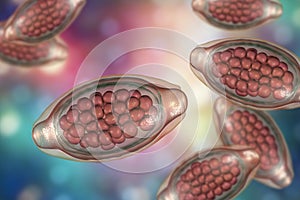 Egg of parasitic roundworm Trichuris trichiura