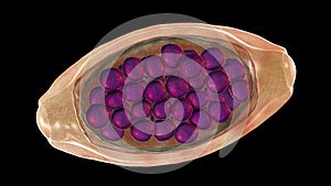 Egg of parasitic roundworm Trichuris trichiura