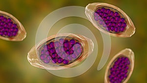 Egg of parasitic roundworm Trichuris trichiura