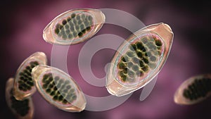 Egg of parasitic roundworm Trichuris trichiura