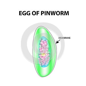 Egg of pinworm. The structure of an egg pinworm. infographics. Vector illustration on isolated background.